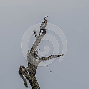 Female Anhinga Singing in the Treetop