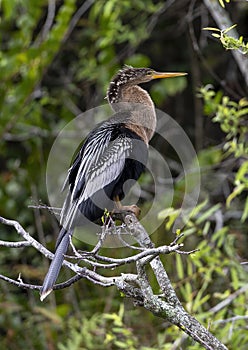 Female anhinga sitting in the trees next to Shark Valley Trail in the Everglades National Park in Florida.