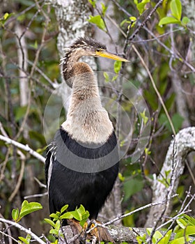 Female anhinga sitting in the trees next to Shark Valley Trail in the Everglades National Park in Florida.