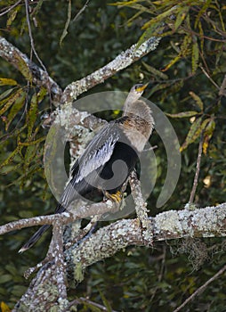Female Anhinga Tree Perch