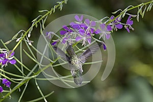 Female Anna`s hummingbird