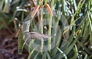 Female Anna`s hummingbird Calypte anna feeding in flight 2
