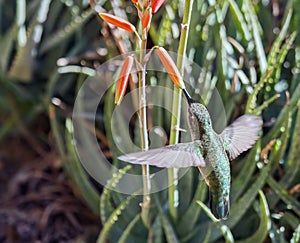 Female Anna`s hummingbird Calypte anna feeding in flight 3