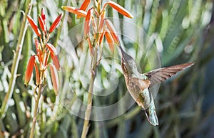 Female Anna`s hummingbird Calypte anna feeding in flight