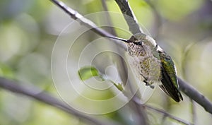 Female Anna`s hummingbird Calypte anna at rest