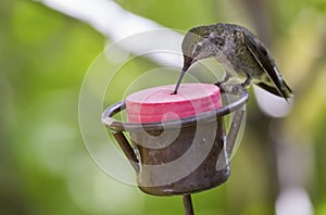 Female Anna`s hummingbird at a feeder