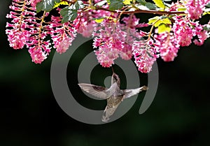 Female annas hummingbird