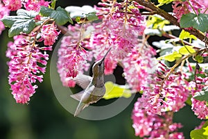 Female annas hummingbird
