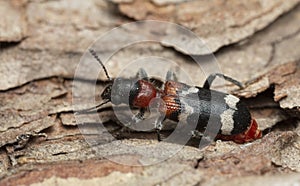 Female ant beetle, Thanasimus formicarius laying eggs in pine wood