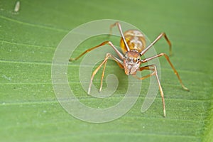 Female ant-mimic spider photo