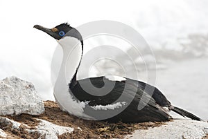 Female Antarctic blue-eyed cormorant on a nest.