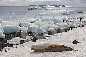 Antarctic fur seal - Brown Bluff - Antarctica photo