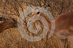 Female antelope eating herbs in the Kruger National Park in South Africa