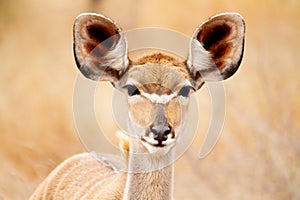 Female antelope eating herbs in the Kruger National Park in South Africa