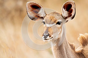 Female antelope eating herbs in the Kruger National Park in South Africa