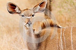 Female antelope eating herbs in the Kruger National Park in South Africa