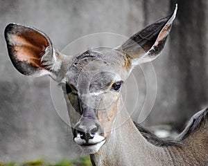 Female Antelope with Large Ears