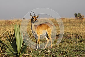 Female Antelope Ugandan Kob