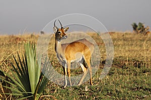 Female Antelope Ugandan Kob photo