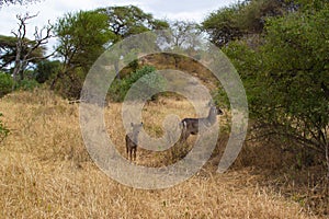 Female antilope with her child close to a tree in the savannah of Tarangire National Park, in Tanzania