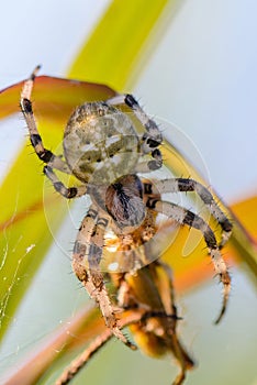 The female Araneus