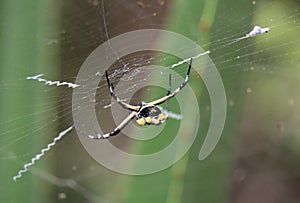 Female Argiope argentata spider rear ventral view