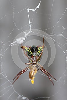 Female arrow-shaped micrathena spider and her prey, framed by her orb-weaver web