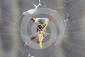 Female arrow-shaped micrathena spider and her prey, framed by her orb-weaver web