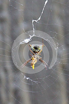 Female arrow-shaped micrathena spider micrathena sagitatta and her prey, framed by her orb-weaver web photo