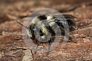 Female Ashy Mining Bee