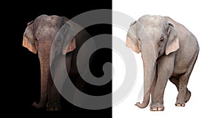 Female asia elephant in the dark and white background