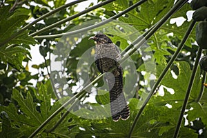 A female Asian Cuckoo bird Eudynamys scolopaceus sits on a papaya tree