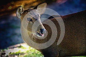 Female Asian Eld`s Deer