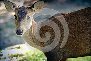 female Asian Eld`s Deer