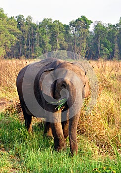 Female asian elephant