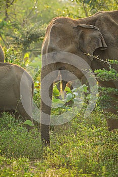 Female Asian elephant in Sri Lanka