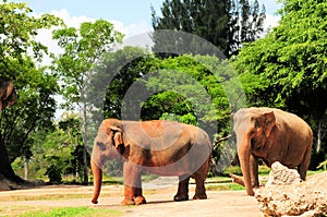 Female Asian elephants