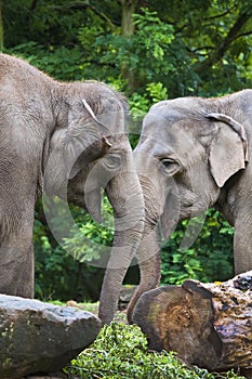 Female Asian elephants or Elephas