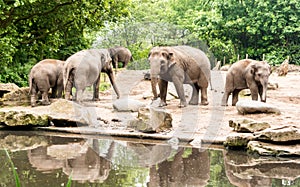 Female Asian elephants Elephas maximus with subadults near pond