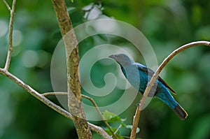 Female Asian Fairy Bluebird  Irena puella