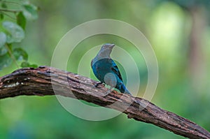 Female Asian Fairy Bluebird  Irena puella