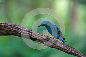 Female Asian Fairy Bluebird  Irena puella