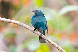 Female Asian Fairy-Bluebird (Irena puella)