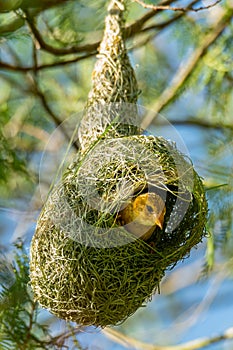 Female Asian Golden Weaver in her nest