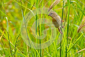 Female Asian Golden Weaver perching on grass stem in paddy field