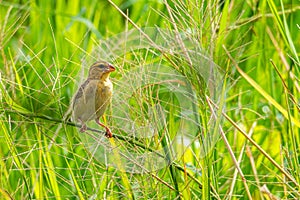 Female Asian Golden Weaver perching on grass stem in paddy field