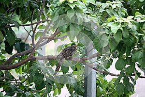 Female Asian koel (Eudynamys scolopaceus) among green foliage : (pix Sanjiv Shukla)