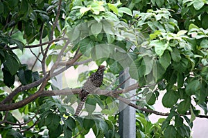 Female Asian koel (Eudynamys scolopaceus) among green foliage : (pix Sanjiv Shukla)