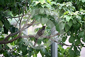 Female Asian koel (Eudynamys scolopaceus) among green foliage : (pix Sanjiv Shukla)