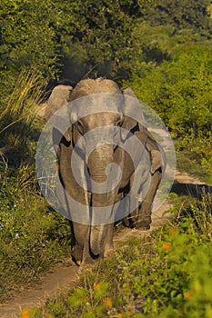 Female Asiatic elephant and Baby elephant. Corbett Tiger Reserve, Uttarakhand, India